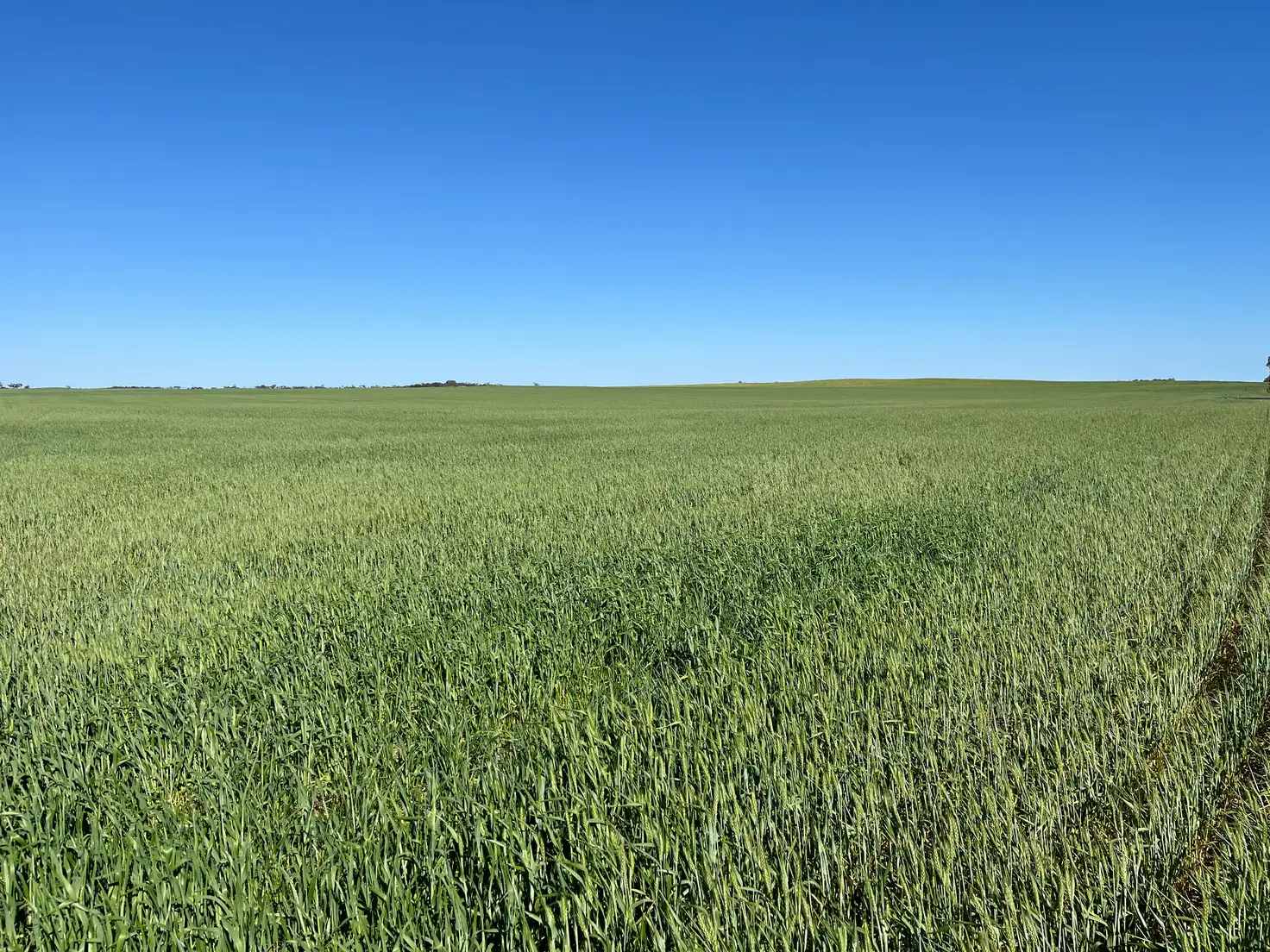 Main view of Homely rural property listing, 900 Parker Rd, Pinery SA 5460