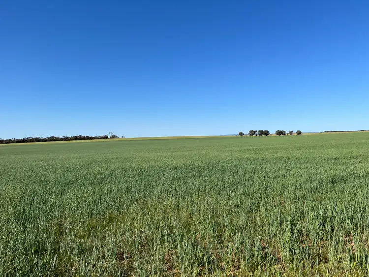 Fifth view of Homely rural property listing, 900 Parker Rd, Pinery SA 5460