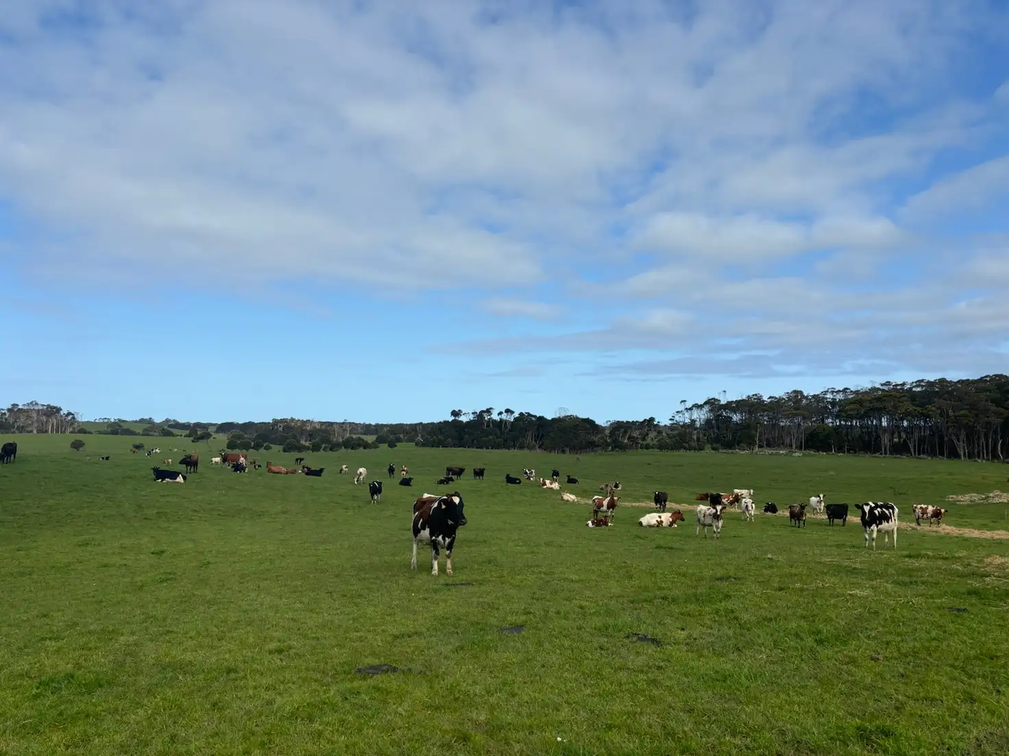Main view of Homely rural property listing, 678 Pegarah Road, Pegarah TAS 7256