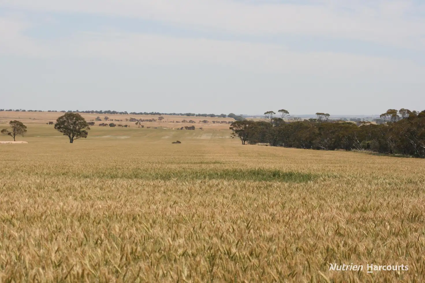 Main view of Homely rural property listing, . Cnr Nembudding South Road & Hammond Road, Korrelocking WA 6485