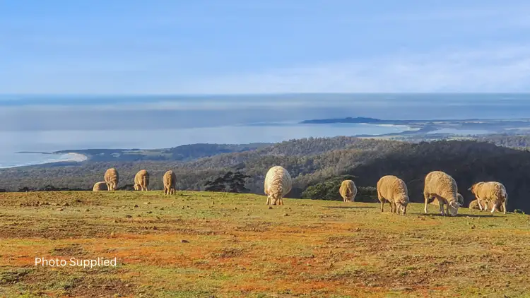 Third view of Homely rural property listing, 34 Mount Elephant Road, Gray TAS 7215