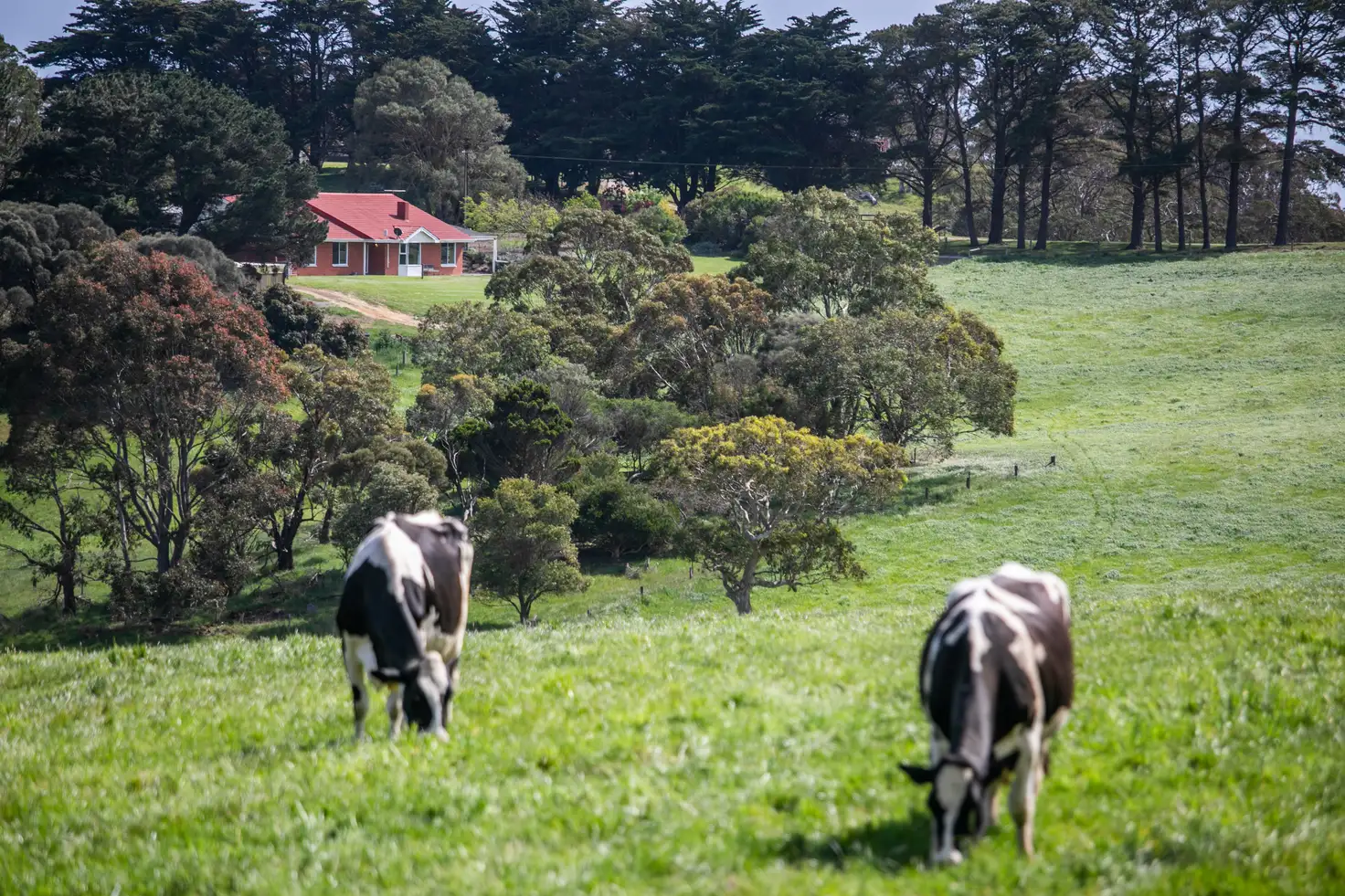 Main view of Homely rural property listing, 15A Bennett Road, Cape Jervis SA 5204