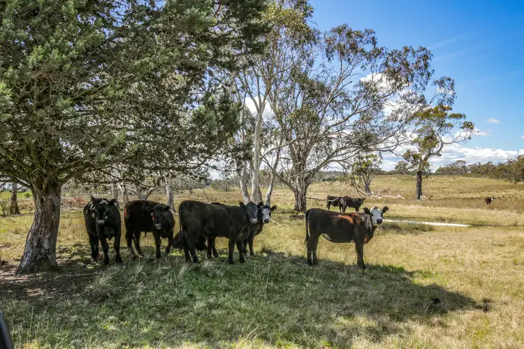 Fifth view of Homely rural property listing, 8815 Kings Highway, Braidwood NSW 2622