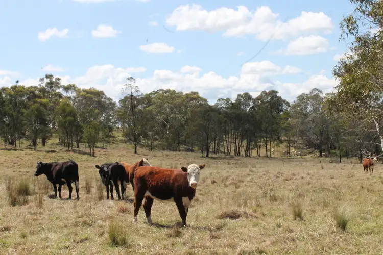 Seventh view of Homely rural property listing, 8815 Kings Highway, Braidwood NSW 2622