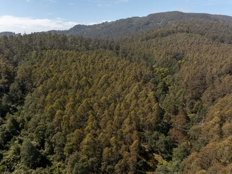 Main view of Homely rural property listing, . St Columba Falls Road, Pyengana TAS 7216