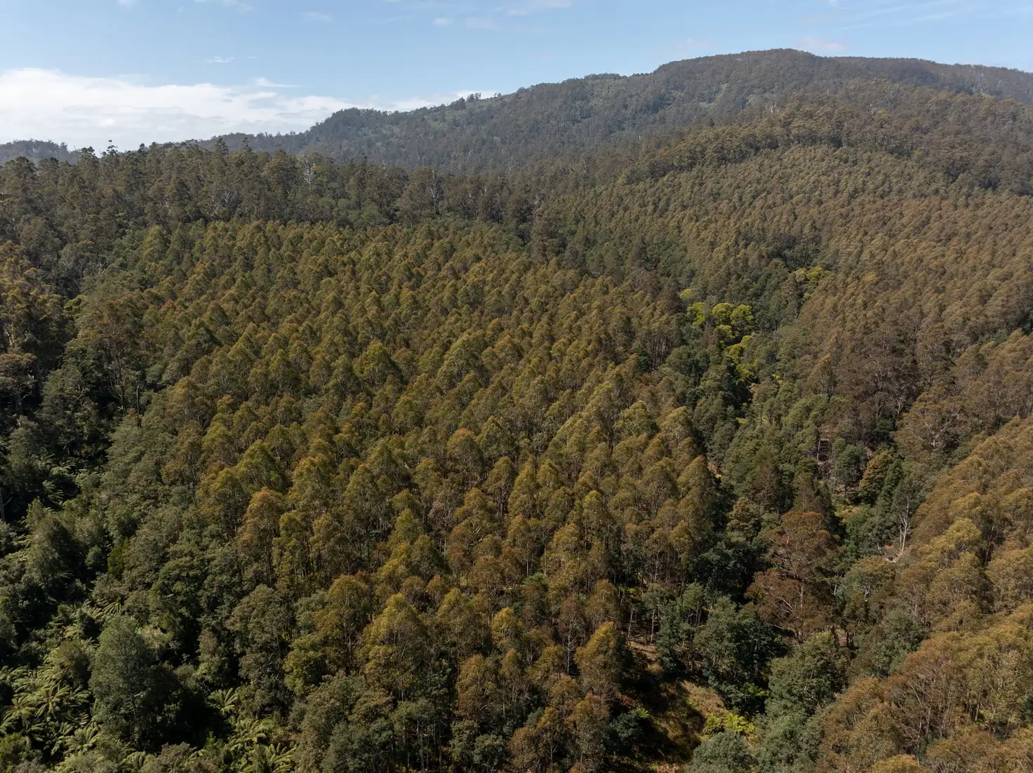 Main view of Homely rural property listing, . St Columba Falls Road, Pyengana TAS 7216