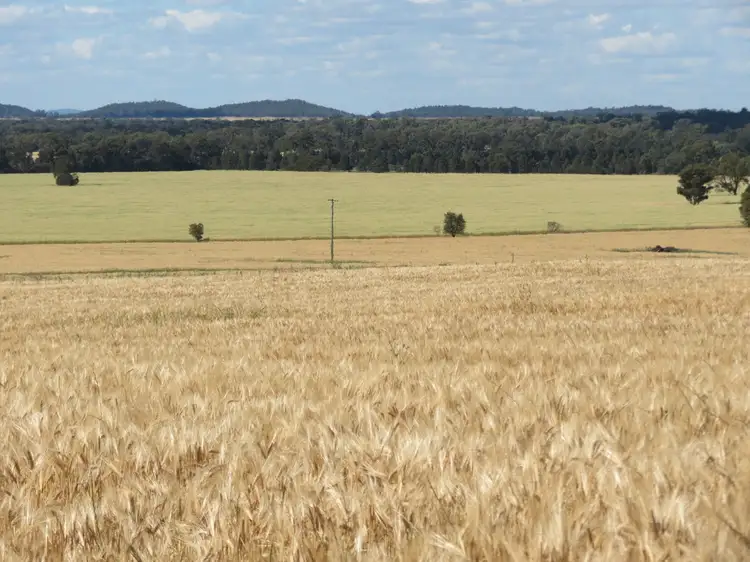 Third view of Homely rural property listing, 1032 Manna Forest Rd, Burcher NSW 2671