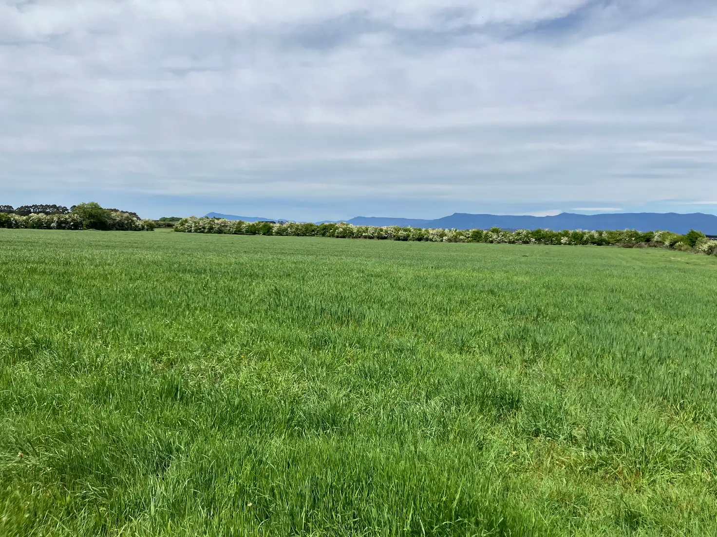 Main view of Homely rural property listing, 849 Oaks Road, Carrick TAS 7291