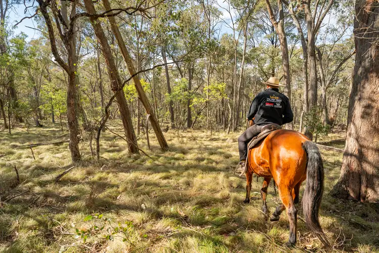 . Firebrace Track, Bullioh VIC 3700