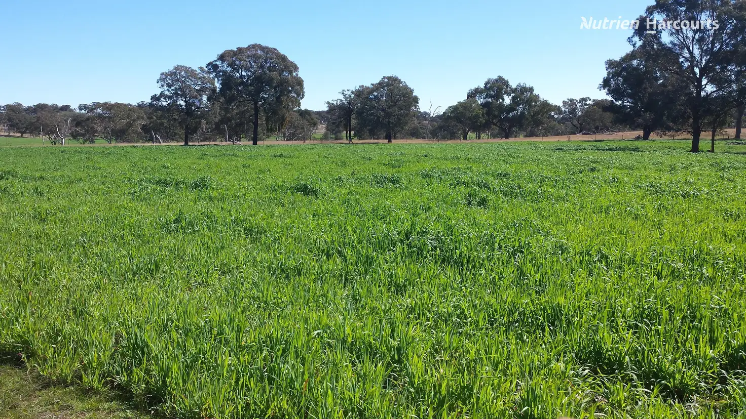 Main view of Homely rural property listing, 4521 Kings Plains Road, Wellingrove NSW 2370