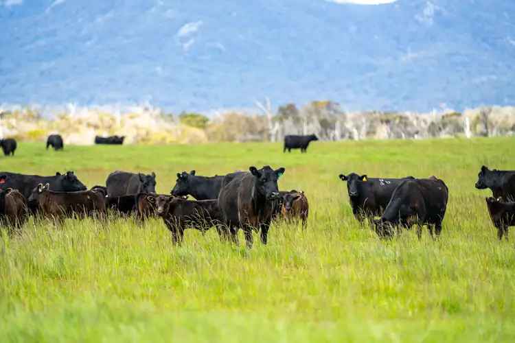 Seventh view of Homely rural property listing, . Waterhouse Road, Boobyalla TAS 7264