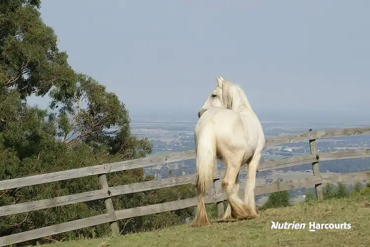 482 Old Whitelaws Track, Devon North VIC 3971