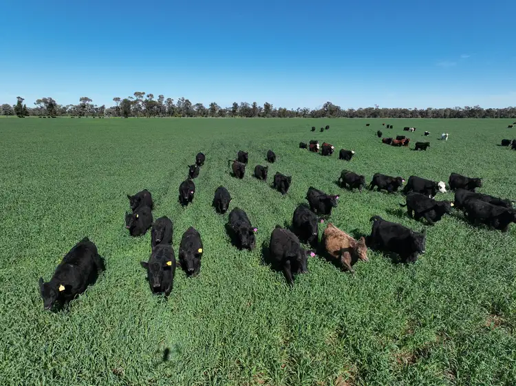 Second view of Homely rural property listing, . HD Creek Road, Wee Waa NSW 2388