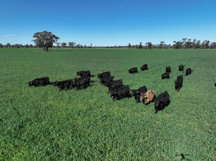 Fourth view of Homely rural property listing, . HD Creek Road, Wee Waa NSW 2388