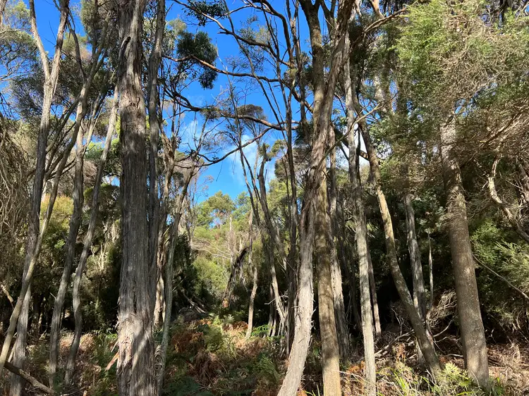Main view of Homely land listing, 1038 Pegarah Road, Naracoopa TAS 7256