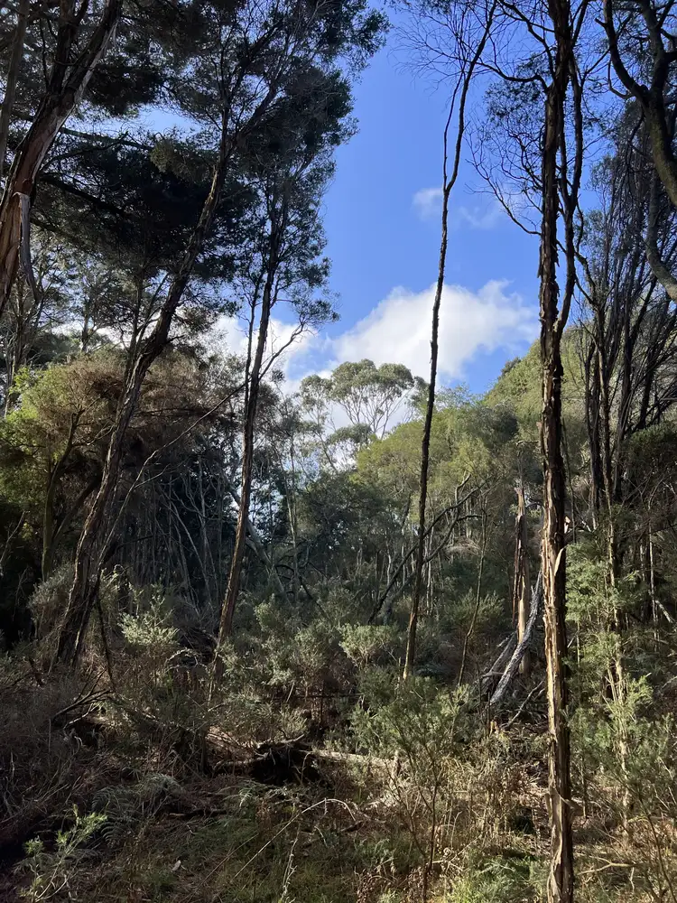 Fifth view of Homely land listing, 1038 Pegarah Road, Naracoopa TAS 7256