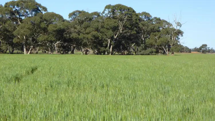 Fifth view of Homely rural property listing, 10050 Ngarkat Highway, Bordertown SA 5268