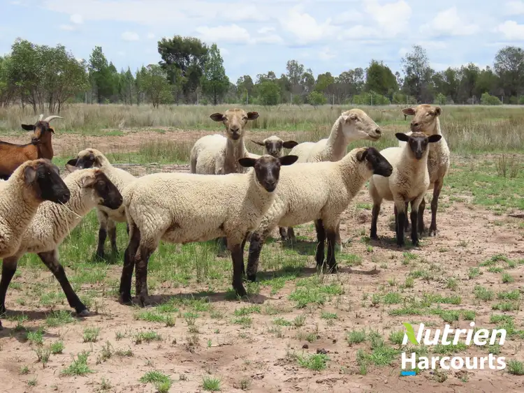 Seventh view of Homely rural property listing, 180 Kofoeds Road, Tara QLD 4421