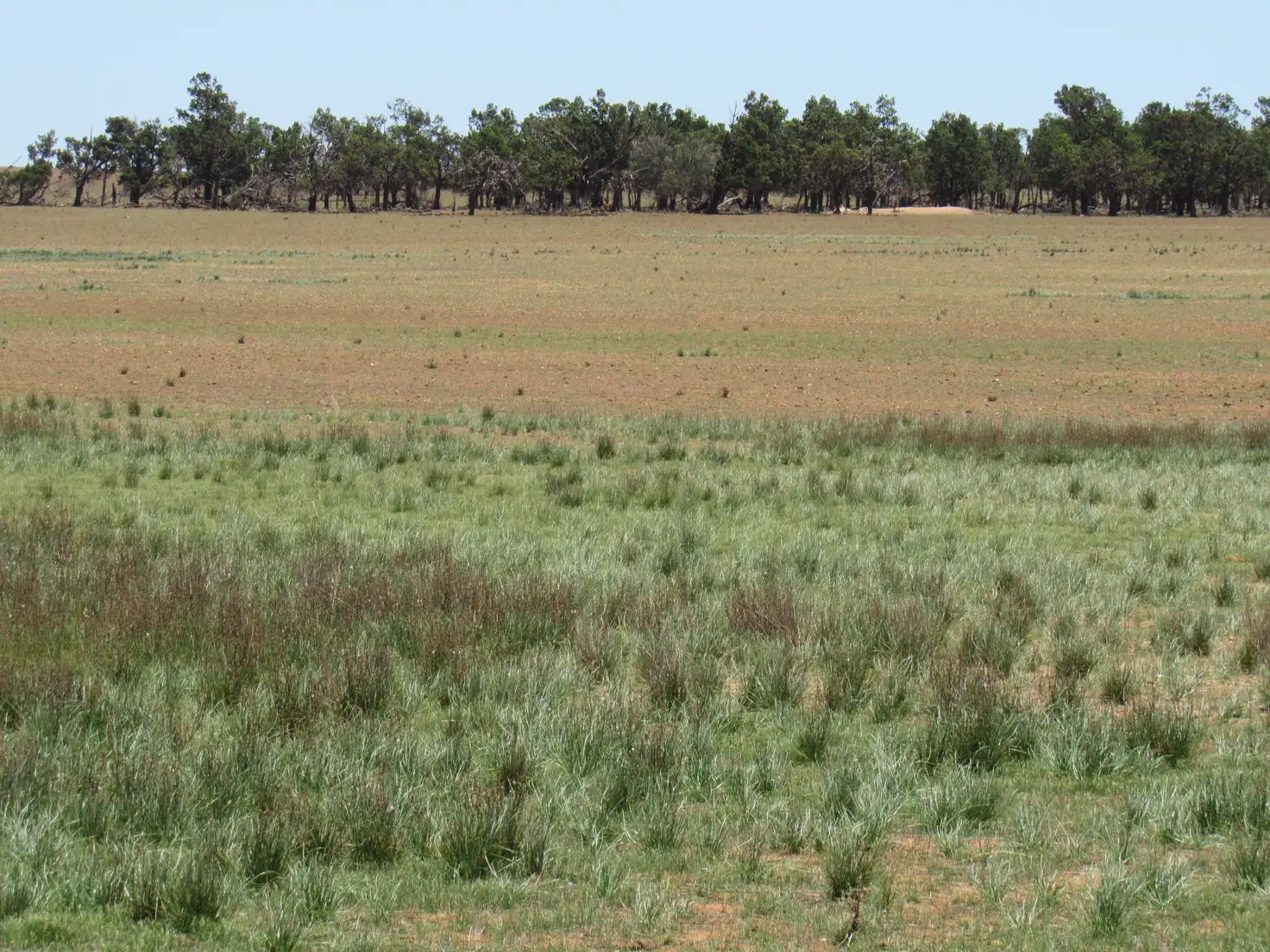 Main view of Homely rural property listing, "The Pines" 75 Lang Road, Sunnybrae SA 5422