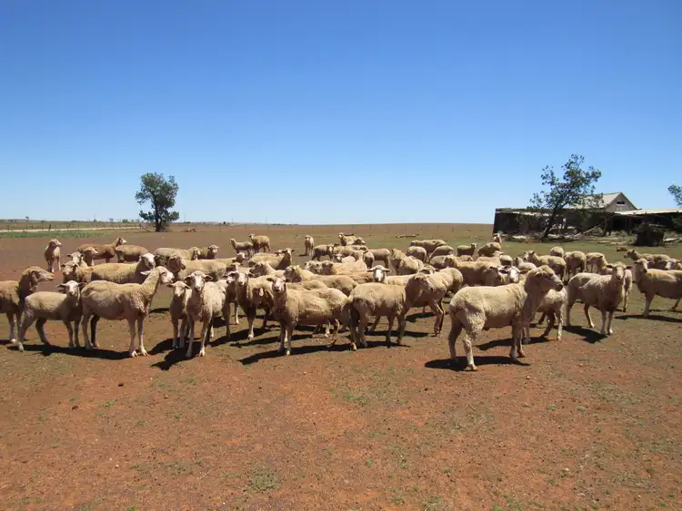 Sixth view of Homely rural property listing, "The Pines" 75 Lang Road, Sunnybrae SA 5422