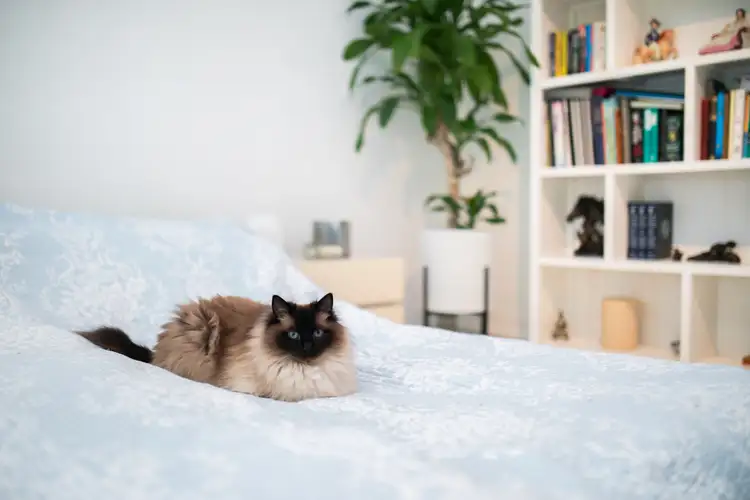 Fourth view of Homely house listing, 20 Wembley Avenue, Bridgewater SA 5155