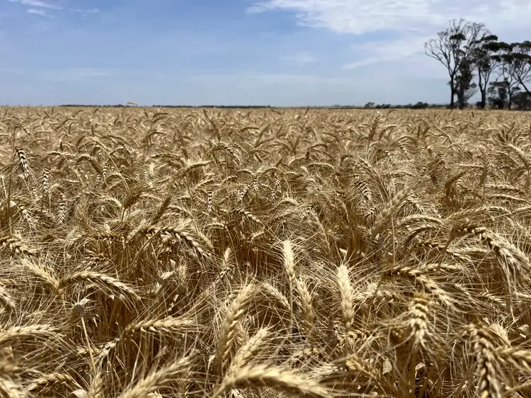Main view of Homely rural property listing, . 'Treasures', Cunderdin WA 6407