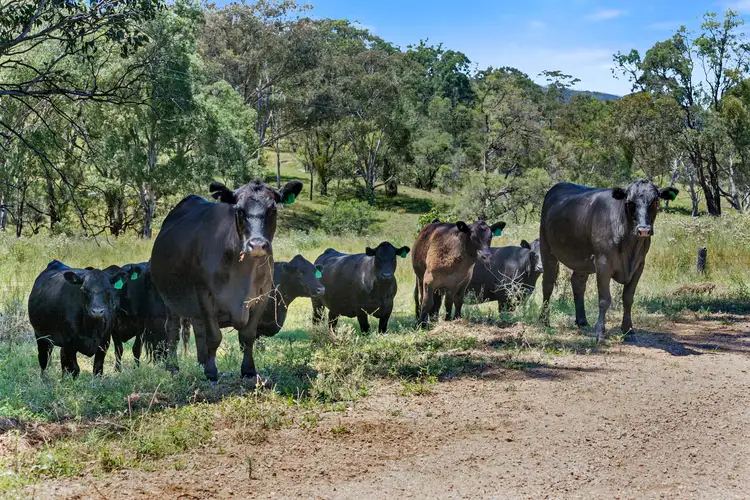Second view of Homely rural property listing, 'Top Nioka' 385 Gibbergunyah Rd, Scone NSW 2337