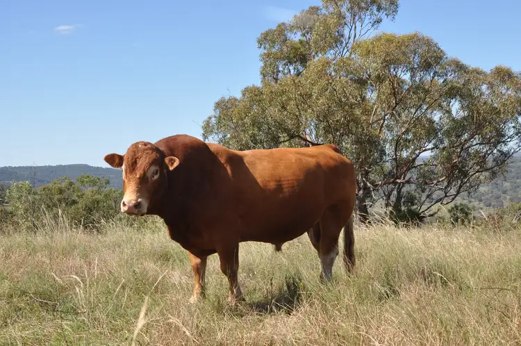 Seventh view of Homely rural property listing, 'Top Nioka' 385 Gibbergunyah Rd, Scone NSW 2337