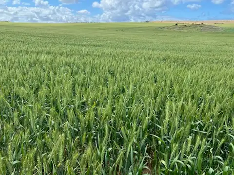 Third view of Homely rural property listing, Lot 823 Stevies Road, Ardrossan SA 5571