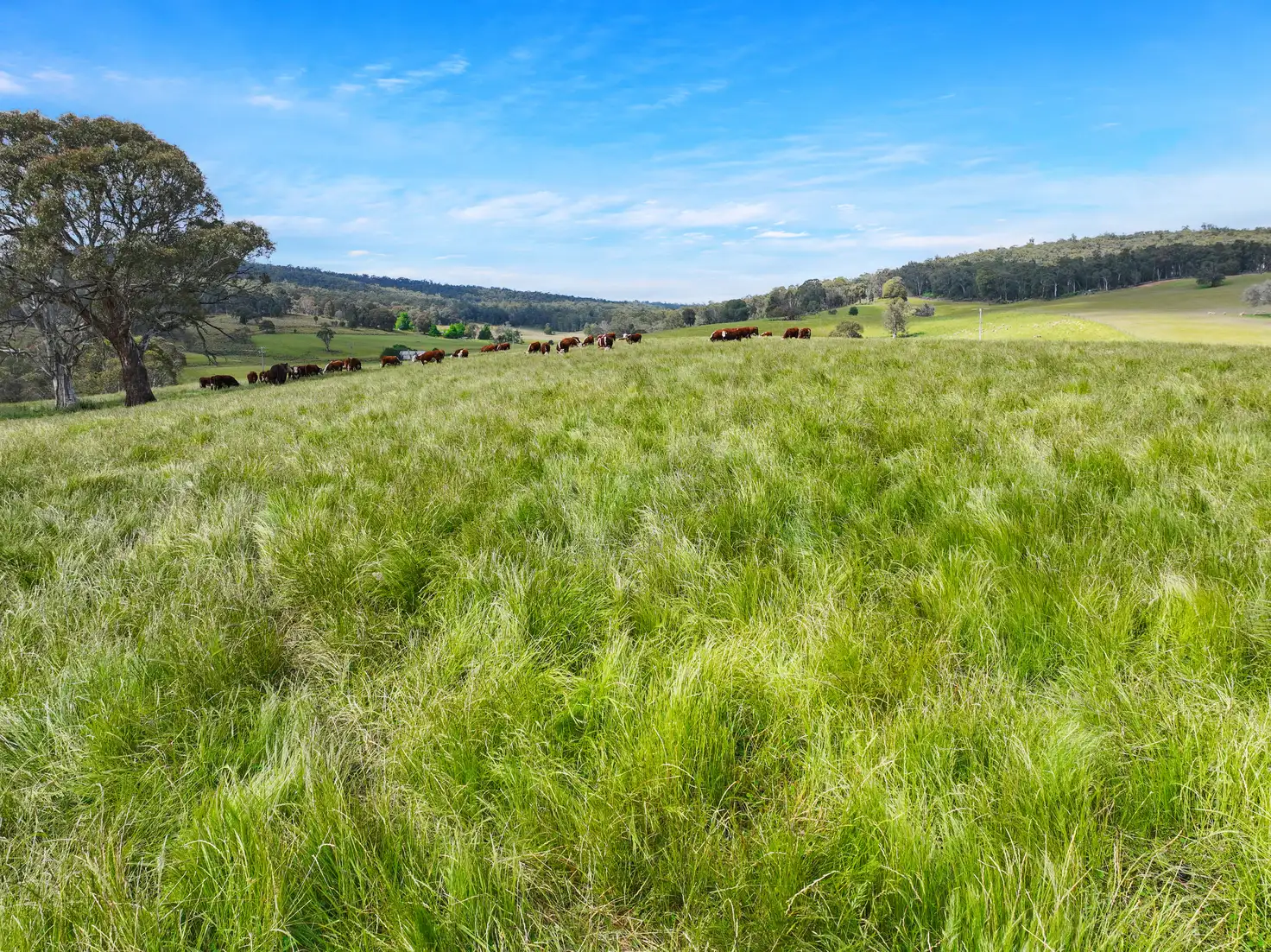 Main view of Homely rural property listing, 1026 Lower Bendoc Road, Bendoc VIC 3888