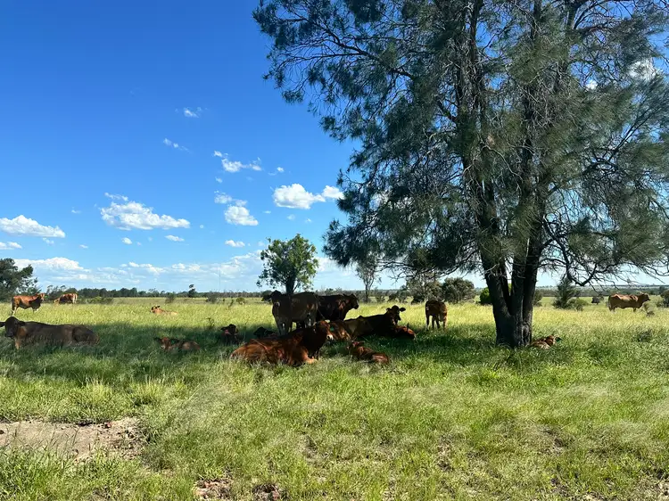 Third view of Homely rural property listing, 'Carlton' 5227 Carnarvon Highway, Roma QLD 4455