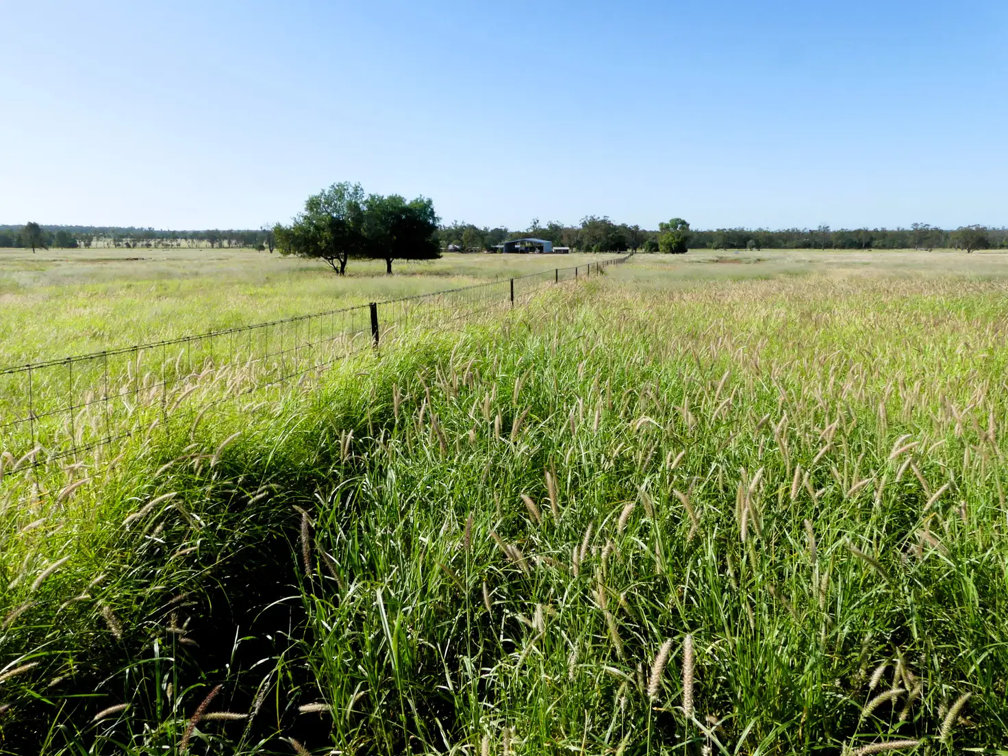 Main view of Homely rural property listing, 'Noona' 1958 Noona Road, Surat QLD 4417