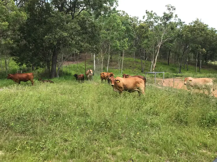 Fourth view of Homely rural property listing, 244 Jacksons Crossing Road, Carmila QLD 4739