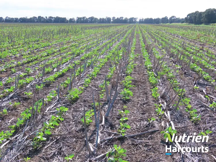 Third view of Homely rural property listing, "Wilgalee" D Atkins Road, Chinchilla QLD 4413