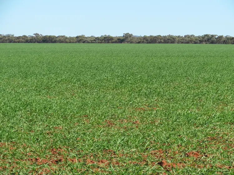 Sixth view of Homely rural property listing, FOR LEASE. North Woey, Lake Cargelligo NSW 2672