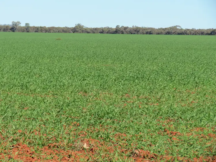 Seventh view of Homely rural property listing, FOR LEASE. North Woey, Lake Cargelligo NSW 2672