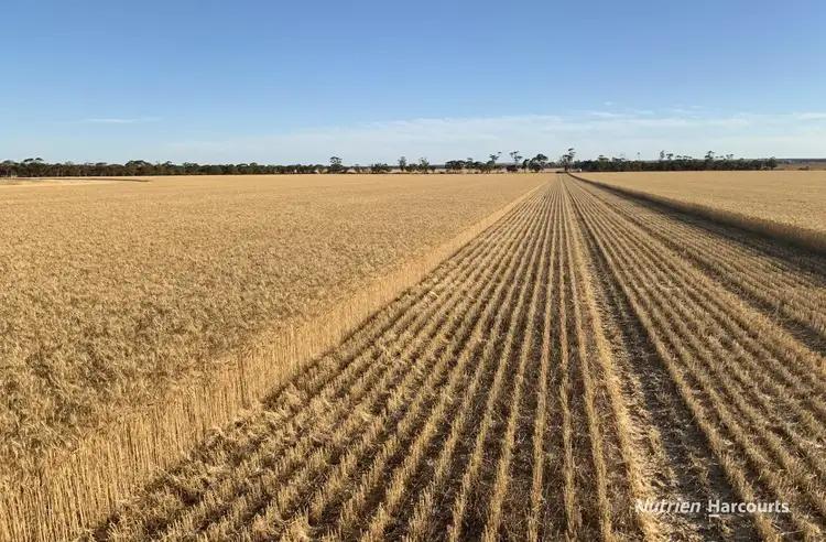 . 'Bingarra'