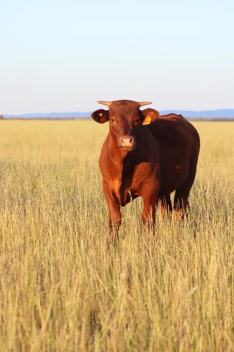 655 Boorr Hill Road, Parkes NSW 2870