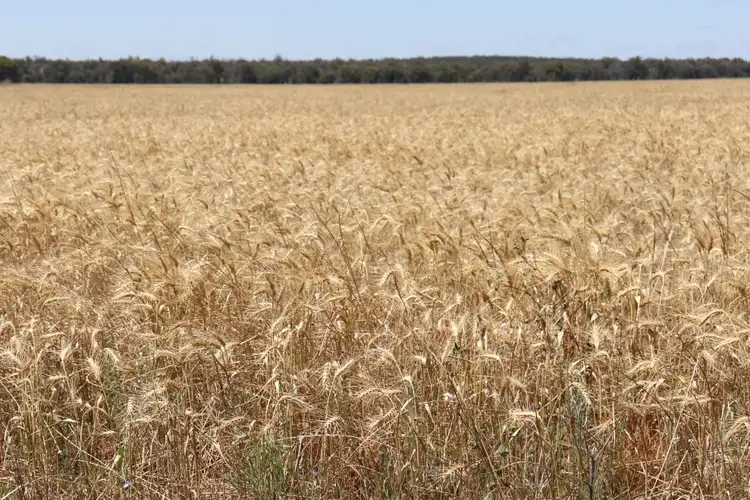 Fourth view of Homely rural property listing, 655 Boorr Hill Road, Parkes NSW 2870