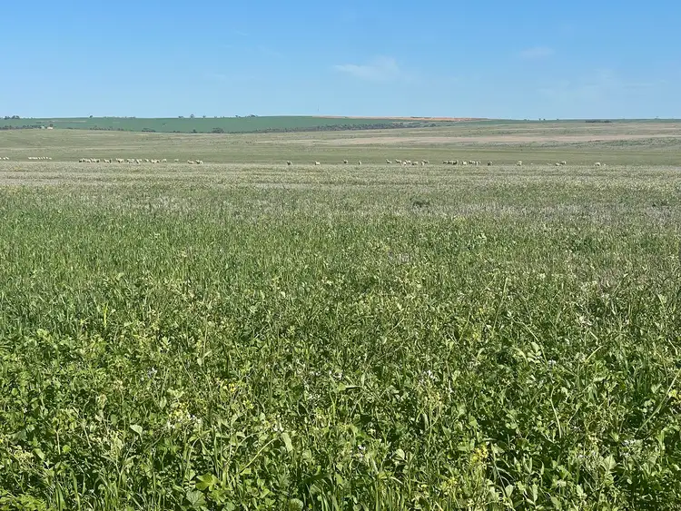 Second view of Homely rural property listing, "Carot Well" Longman Road, Watheroo WA 6513