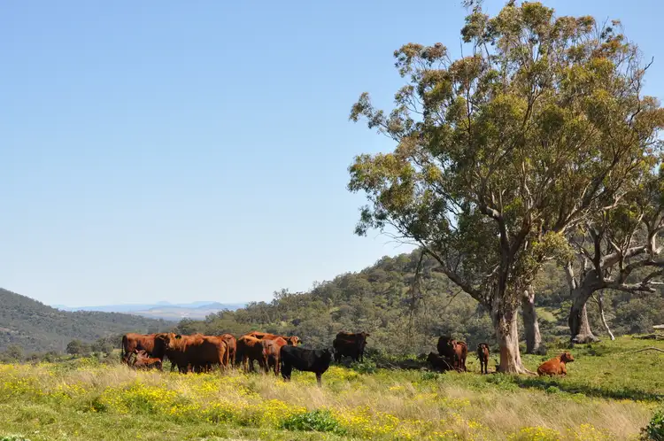 'Figtree' Rouchel Gap Rd, Mccullys Gap NSW 2333