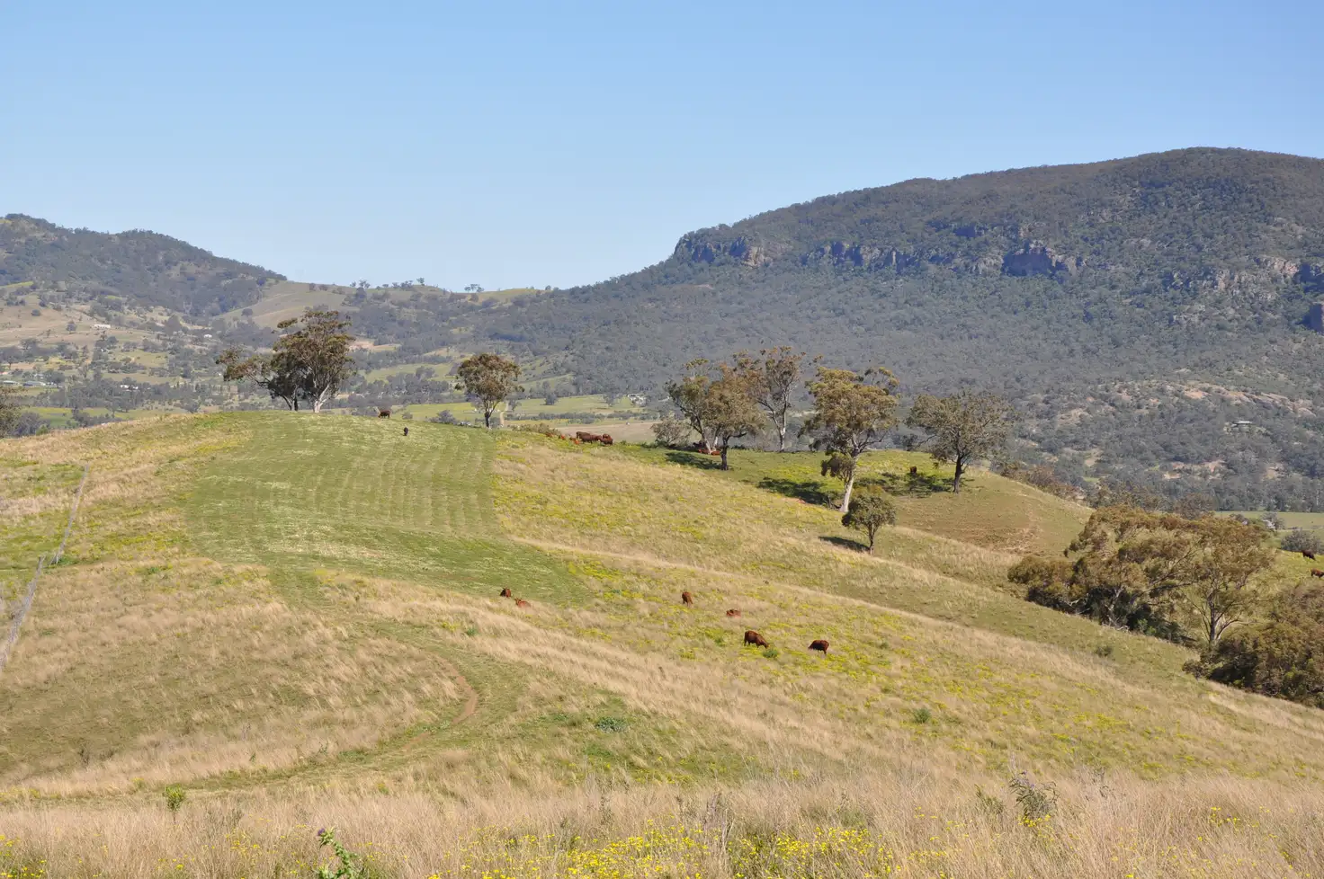Main view of Homely rural property listing, 'Figtree' Rouchel Gap Rd, Mccullys Gap NSW 2333