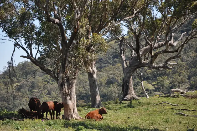 Third view of Homely rural property listing, 'Figtree' Rouchel Gap Rd, Mccullys Gap NSW 2333