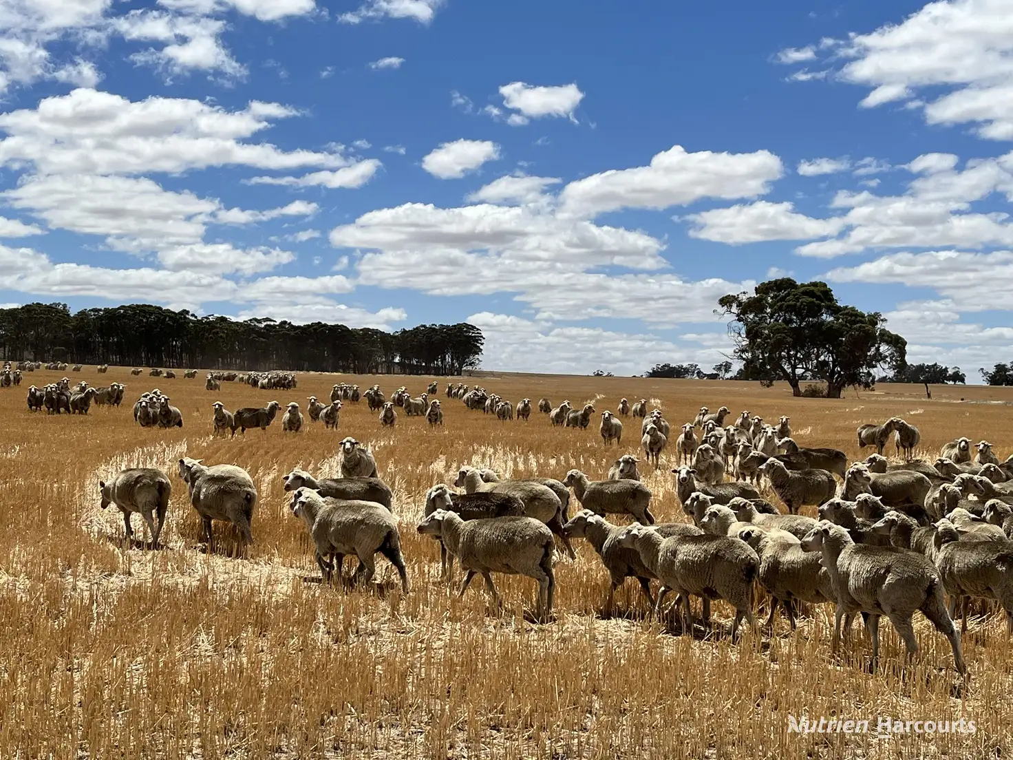 Main view of Homely rural property listing, Munjaducking Farms Caroling Bally-Bally Road, Morbinning WA 6304