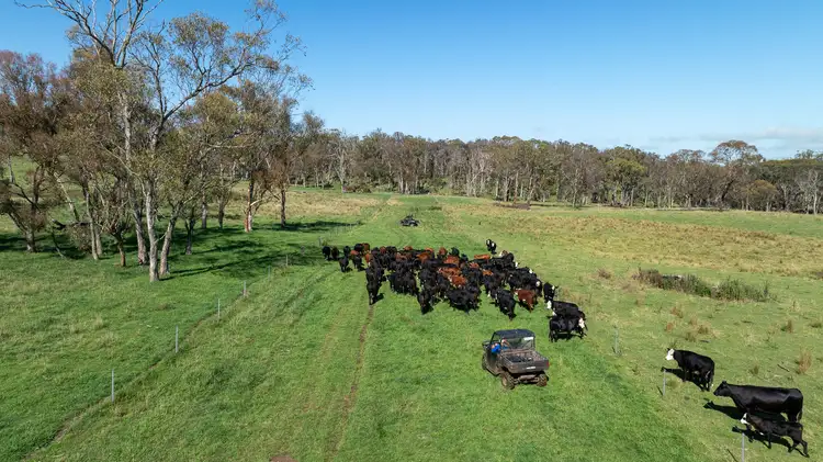 Seventh view of Homely rural property listing, 1763 Wongwibinda Road, Wongwibinda NSW 2350