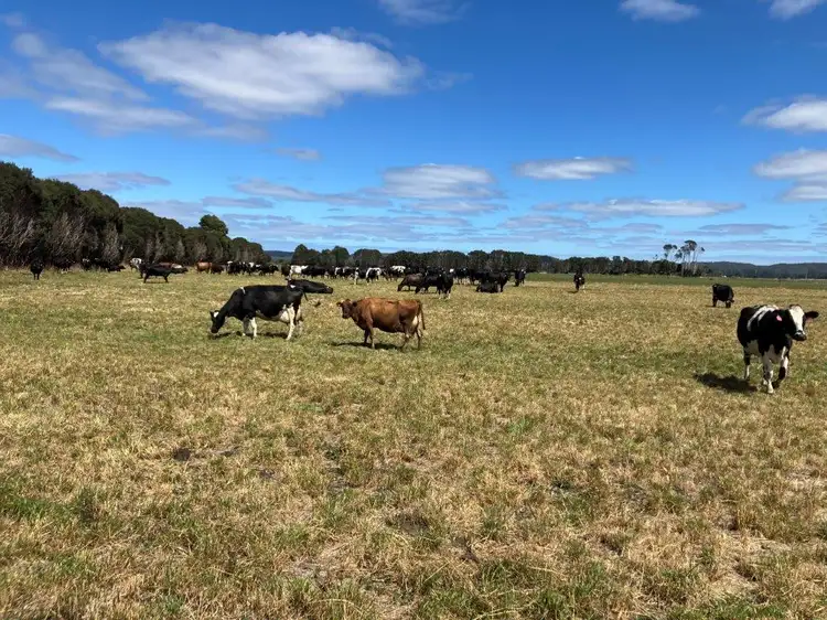 Third view of Homely rural property listing, 135 Poilinna Road, Edith Creek TAS 7330