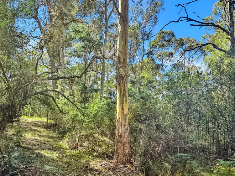 Third view of Homely land listing, 591 Upper Scamander Road, Upper Scamander TAS 7215