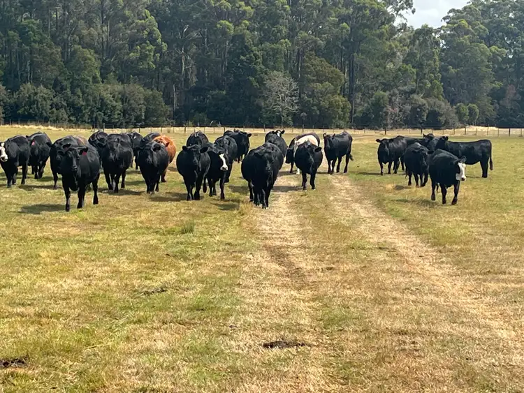 Fifth view of Homely rural property listing, 17 Walkers Road, Rocky Cape TAS 7321