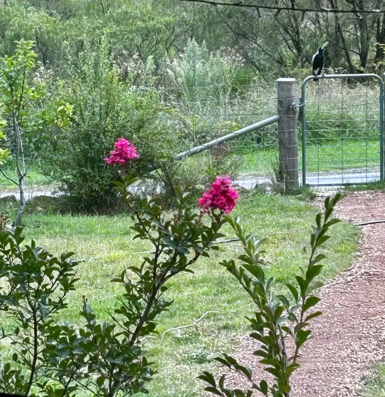 Fourth view of Homely other listing, 4 Araluen Street, Majors Creek NSW 2622