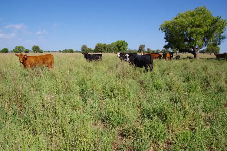 Fifth view of Homely rural property listing, 1676 Willala Road, Boggabri NSW 2382